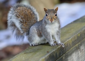 Squirrel Removal